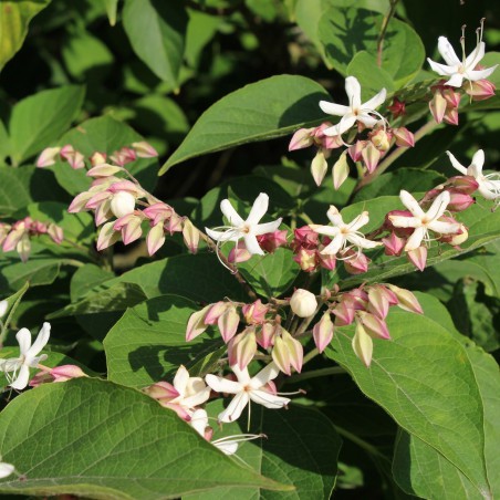Harlequin glorybower - Clérodendron Trichotomum