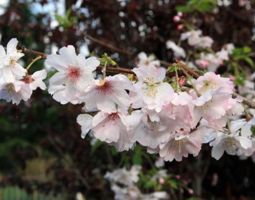 Winter-flowering cherry - Photo by David J. Stang, CC BY-SA 4.0 , via Wikimedia Commons