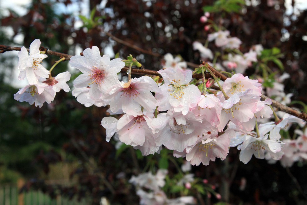 Winter-flowering cherry - Photo by David J. Stang, CC BY-SA 4.0 , via Wikimedia Commons