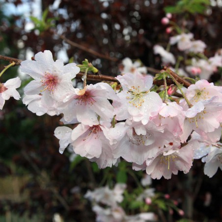 Cerisier du Japon Photo by David J. Stang, CC BY-SA 4.0 , via Wikimedia Commons