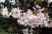 Winter-flowering cherry - Photo by David J. Stang, CC BY-SA 4.0 , via Wikimedia Commons