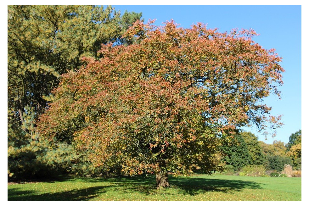 Cerisier du Japon à fleurs d’automne