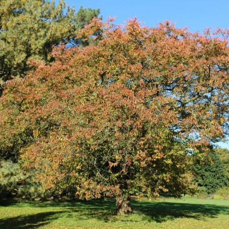 Cerisier du Japon à fleurs d’automne