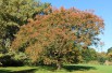 Winter-flowering cherry