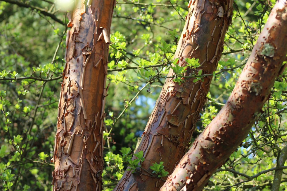 Paperbark maple