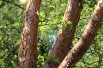 Paperbark maple