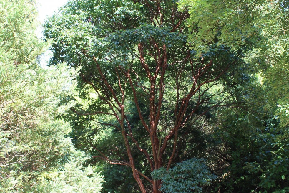 Paperbark maple