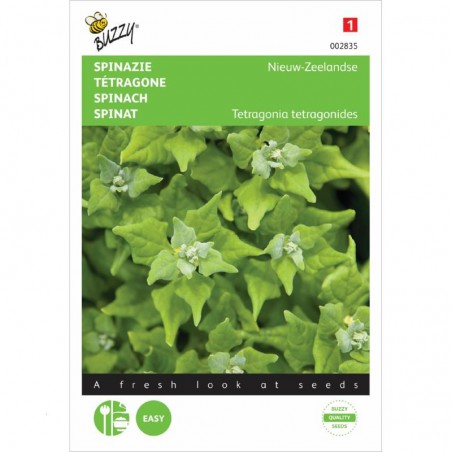 Samen Tetragone cornue -Tetragonia expansa