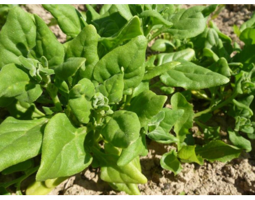 Seeds Tetragon - Tetragonia expansa