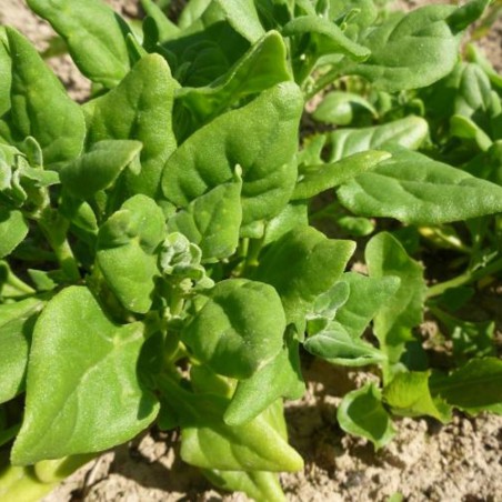 Samen Tetragone cornue -Tetragonia expansa