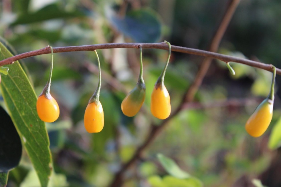Yellow Goji Berry