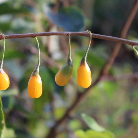 Goji à baies jaunes