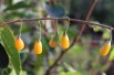 Yellow Goji Berry
