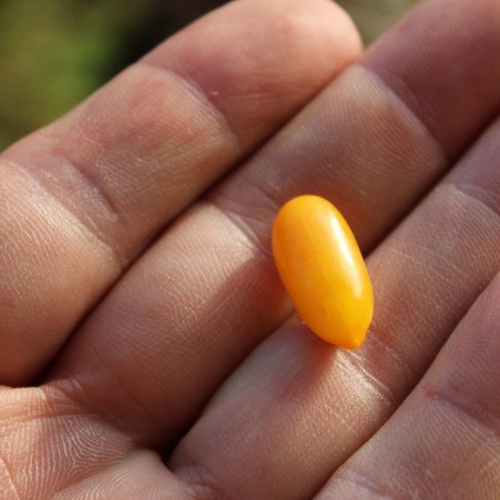 Goji à baies jaunes