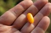 Yellow Goji Berry