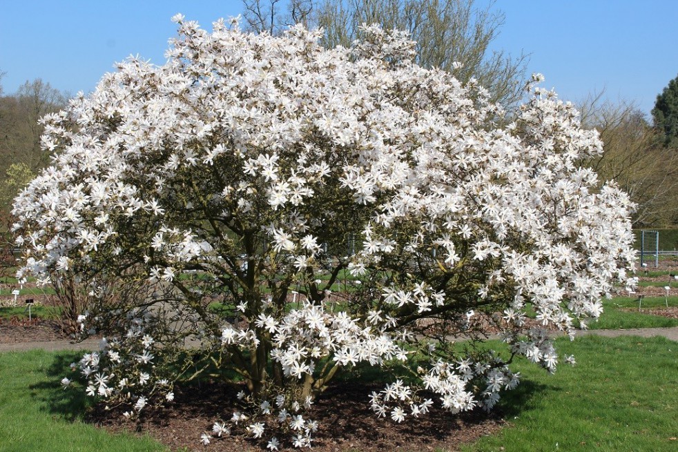 Magnolia étoilé