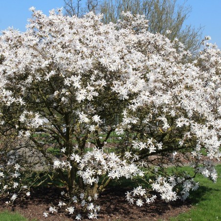 Star magnolia