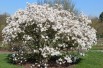 Star magnolia