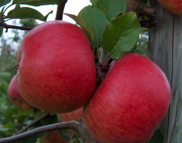 Topaz appelboom