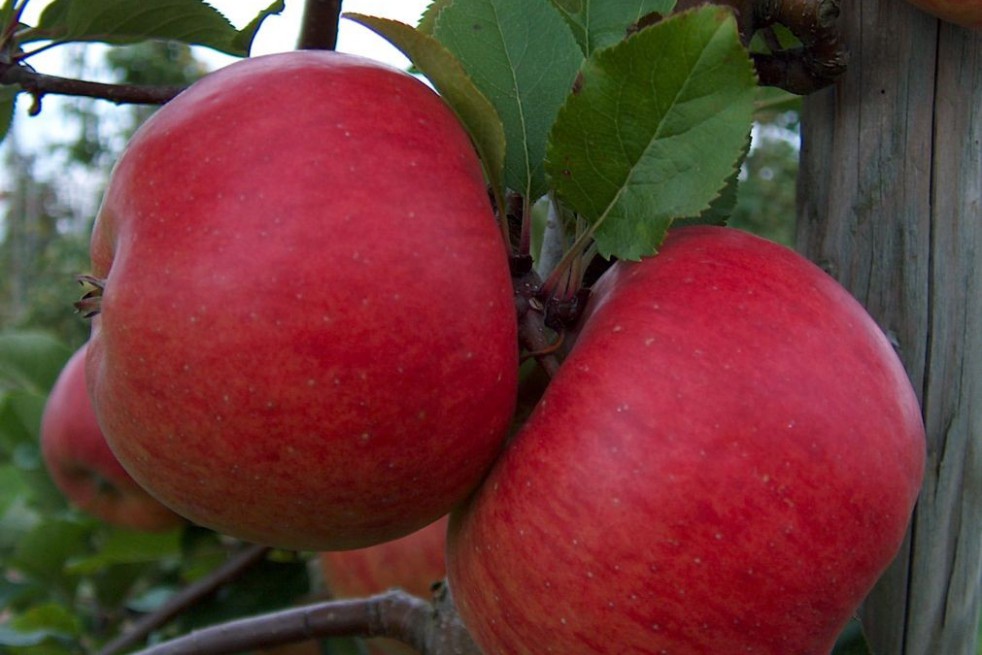Topaz apple tree