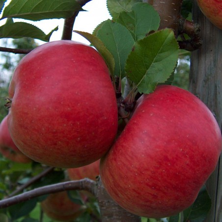 Topaz apple tree