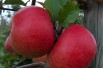 Topaz apple tree
