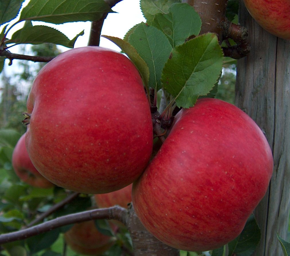 Topaz appelboom