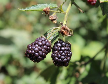 Mûrier Dirksen sans épines