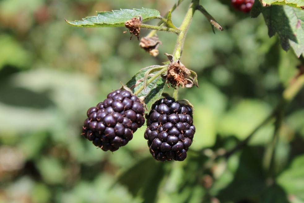 Thornless mulberry Dirksen