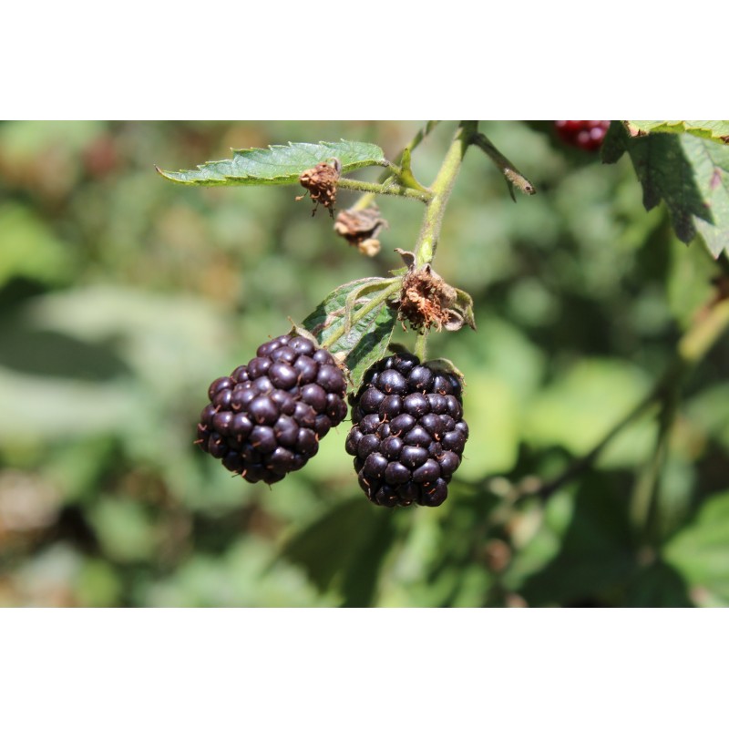 Mûre sans épine Mûrier DIRKSEN Plant