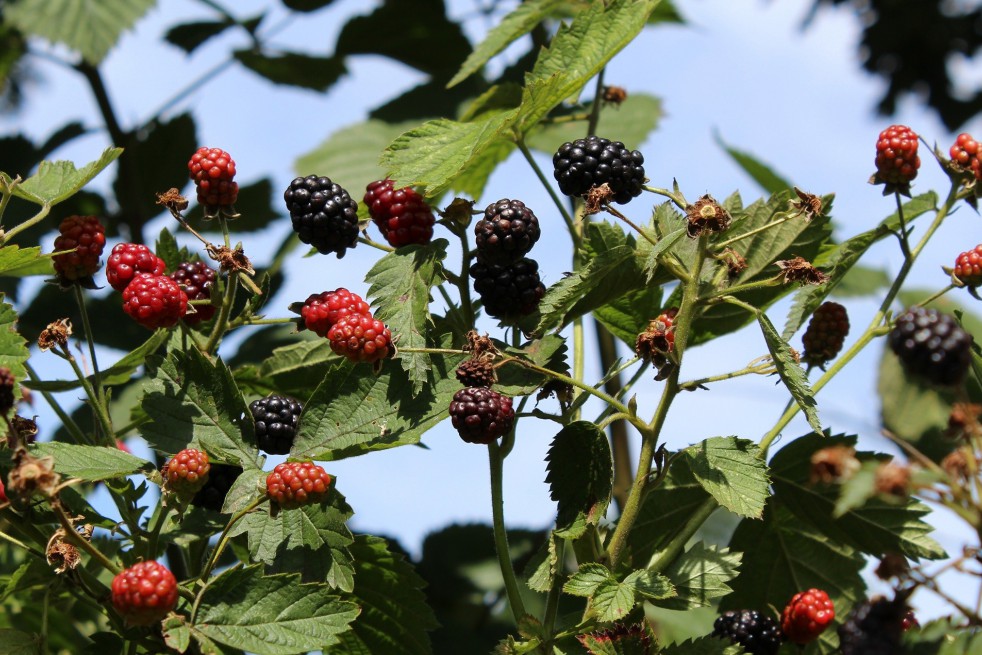 Thornless mulberry Dirksen