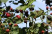 Thornless mulberry Dirksen