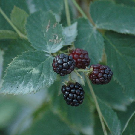 Thornless mulberry Dirksen
