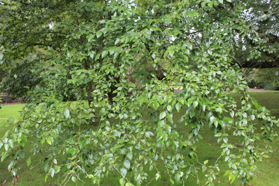 Bouleau noir ou de rivières Bouleau noir ou de rivières