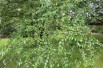 Black birch