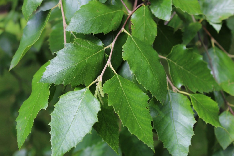Bouleau noir ou de rivières Bouleau noir ou de rivières