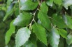 Black birch