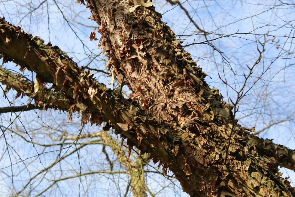 Bouleau noir ou de rivières Bouleau noir ou de rivières