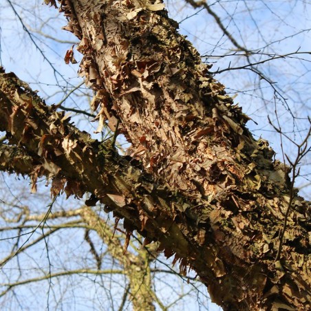Black birch
