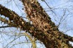 Black birch