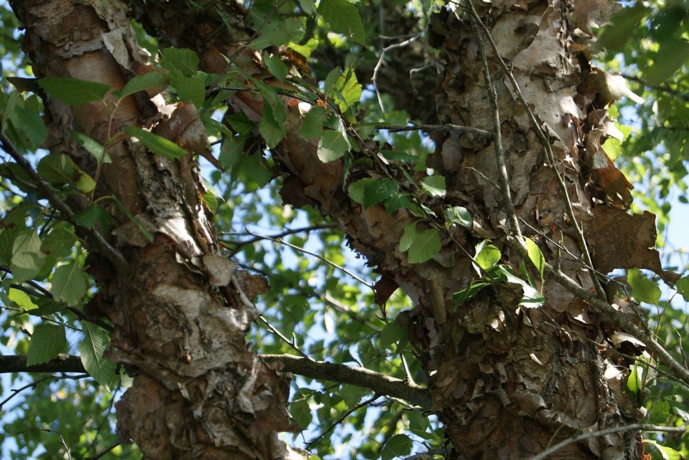 Bouleau noir ou de rivières Bouleau noir ou de rivières