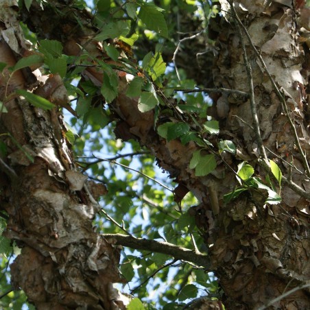 Black birch