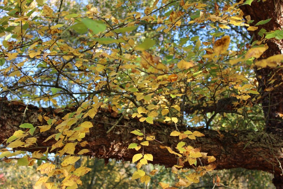 Bouleau noir ou de rivières Bouleau noir ou de rivières