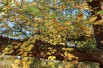 Black birch