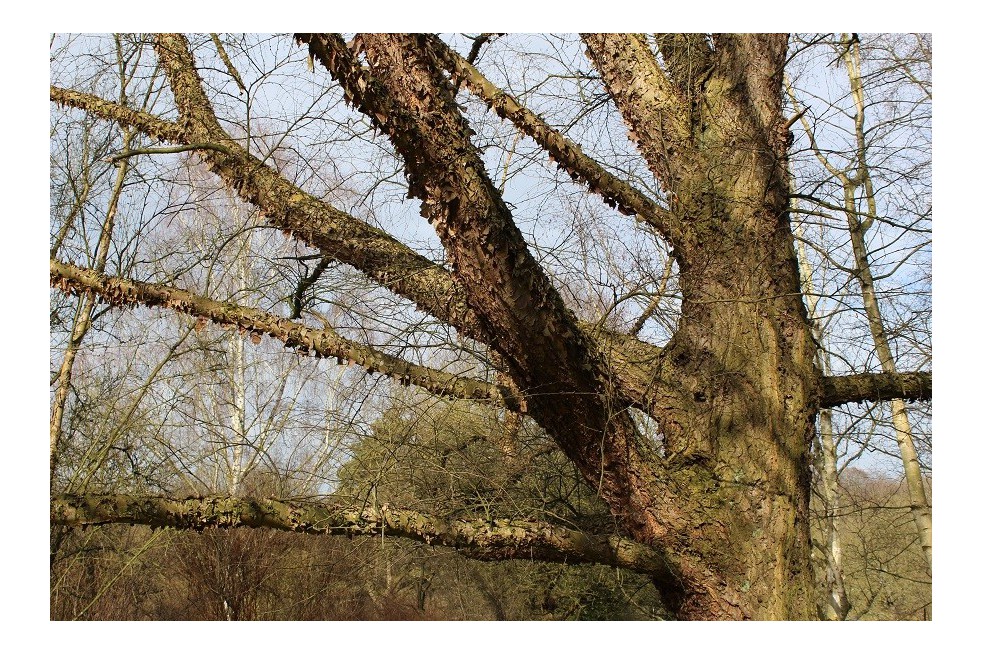 Bouleau noir ou de rivières Bouleau noir ou de rivières