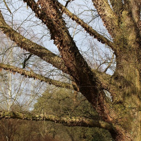 Zwarte berk