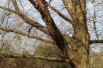 Black birch