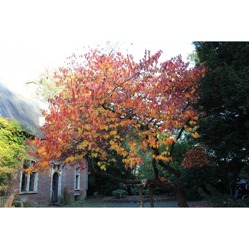 Forest Pansy Redbud Cercis Canadensis Forest Pansy