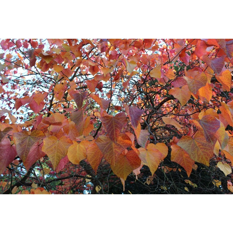 Forest Pansy Redbud Cercis Canadensis Forest Pansy