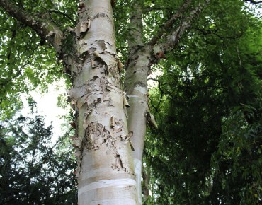 Bouleau à papier - Betula papyrifera - Jardins du Monde.be